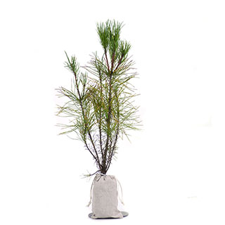 arbre de noel - pin napoleon en motte -pochon